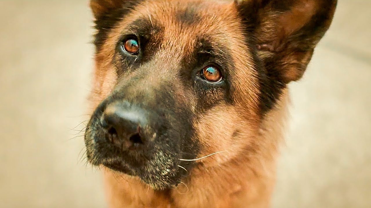 A Dog Named Palma Movie Screenshot 3