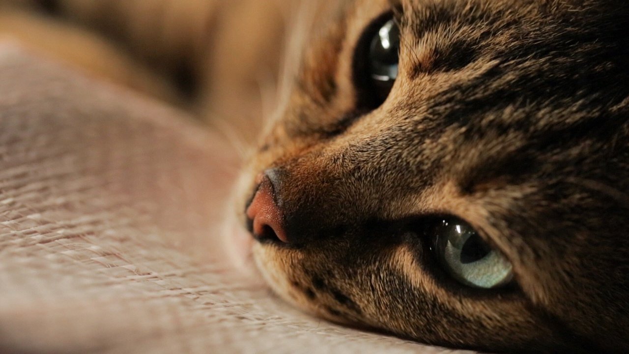 Kedi Movie Screenshot 3