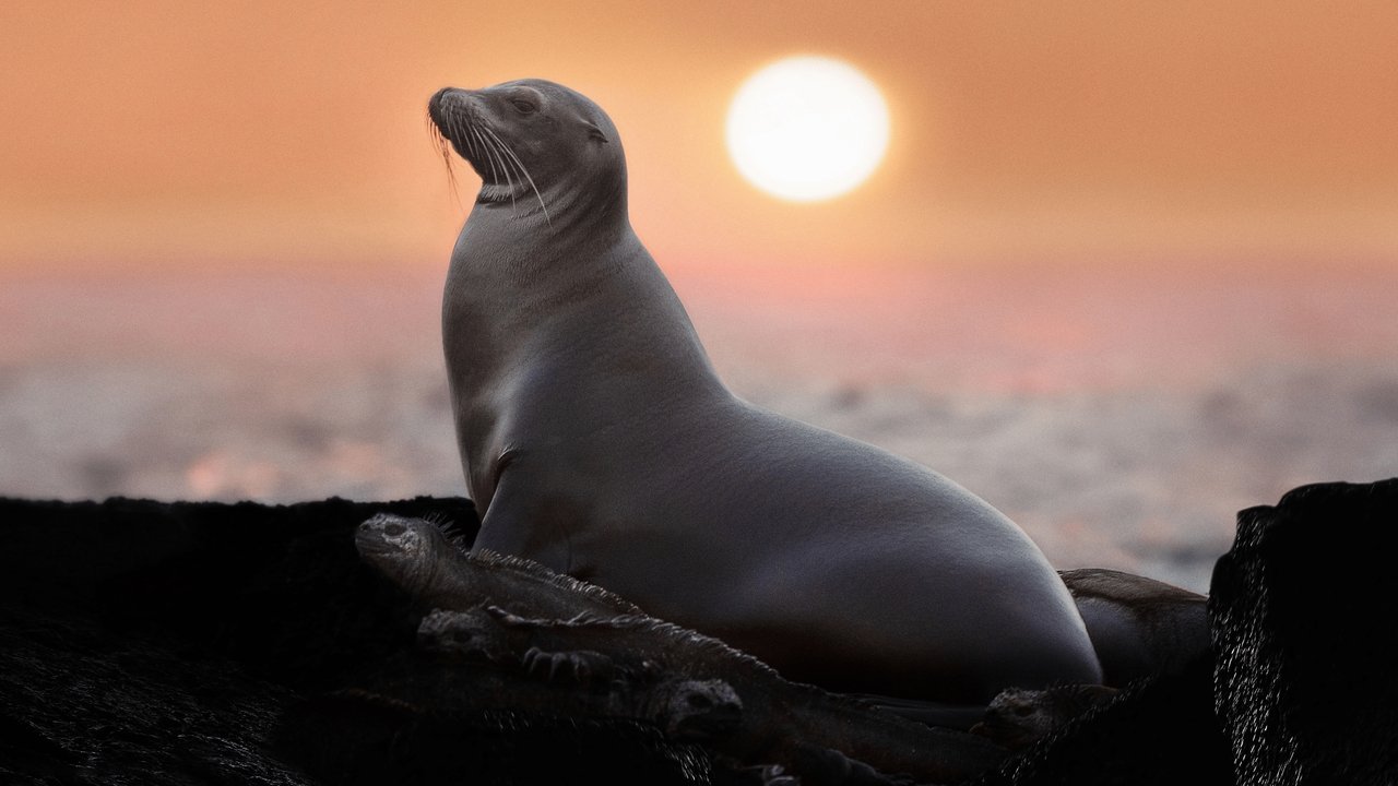 Sea Lions of the Galapagos Movie Screenshot 1