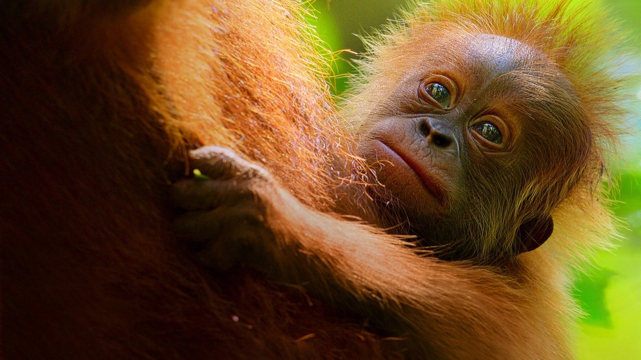 Secret Lives of Orangutans Movie Screenshot 1