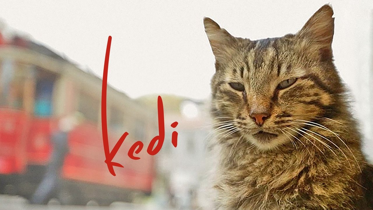 Kedi Movie Screenshot 5