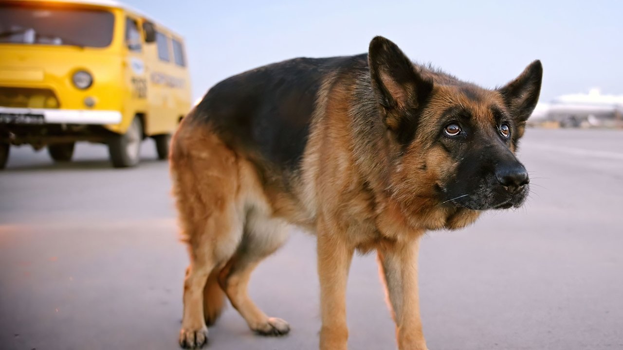 A Dog Named Palma Movie Screenshot 5