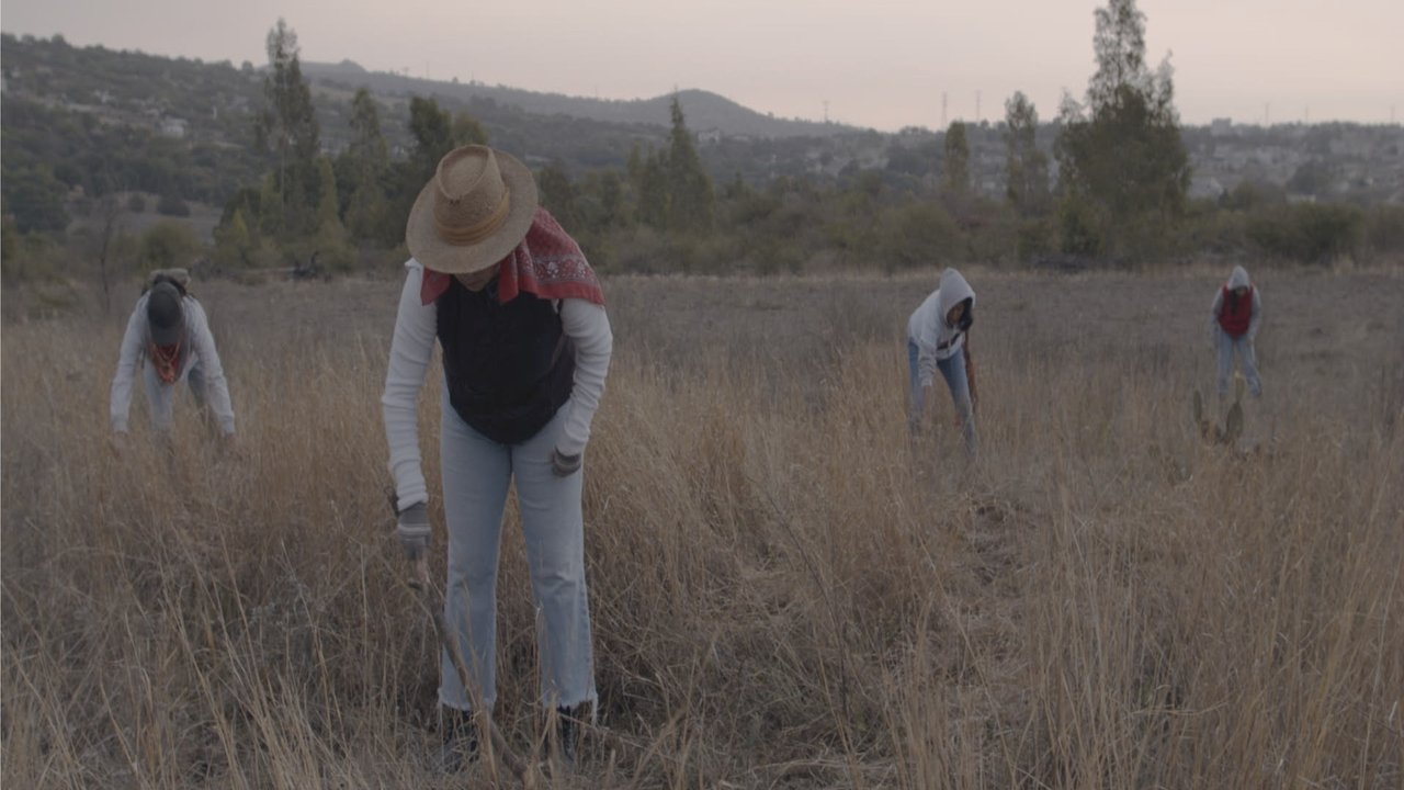 Homeward Movie Screenshot 1