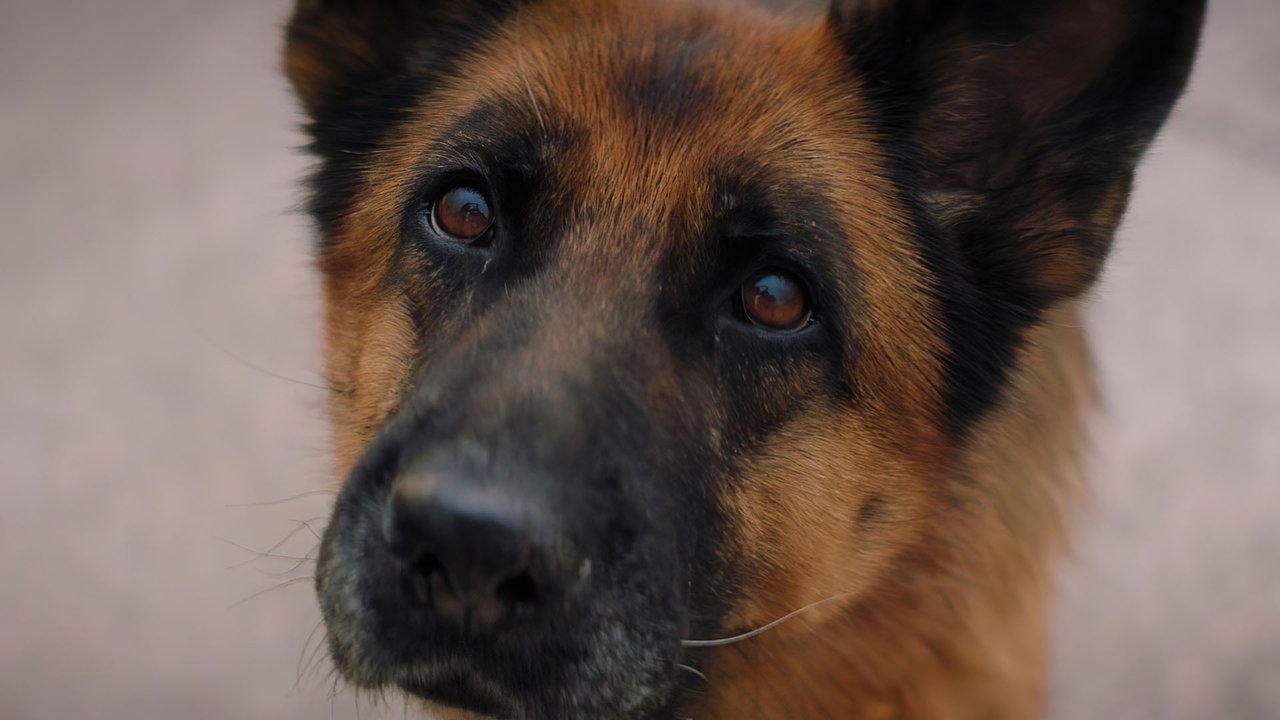 A Dog Named Palma Movie Screenshot 4
