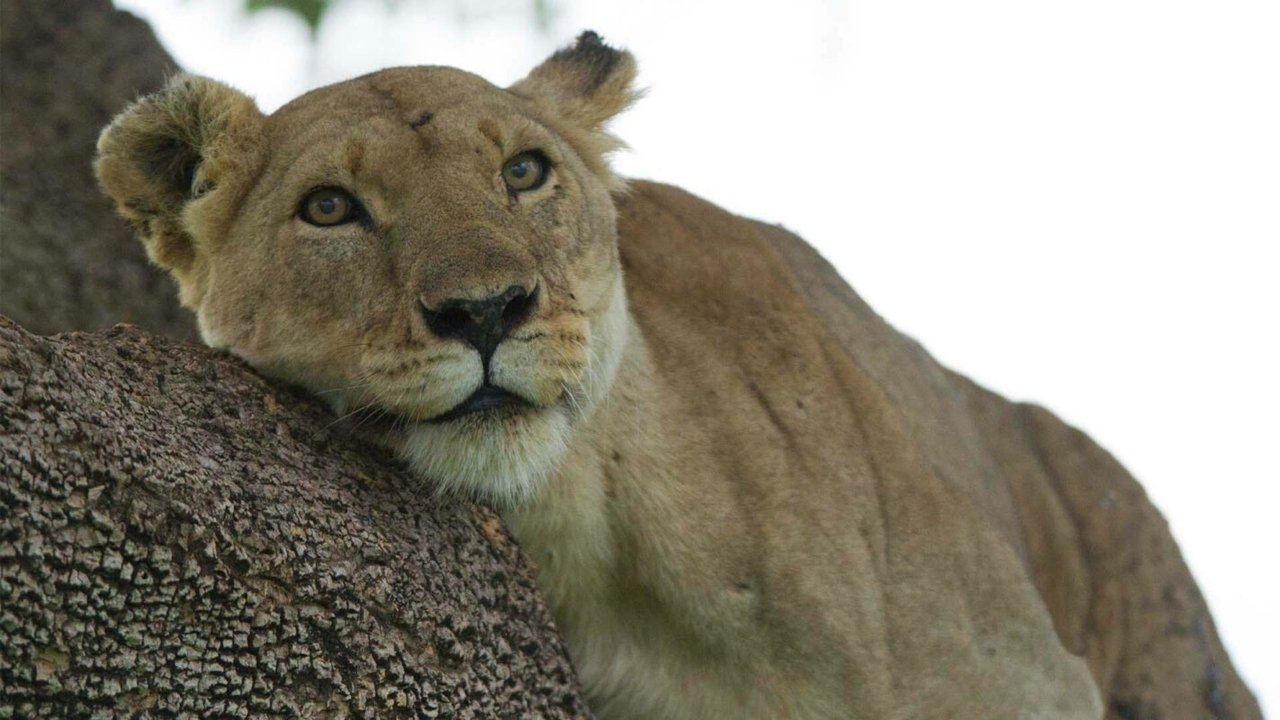 Lion: The Rise and Fall of the Marsh Pride Movie Screenshot 1